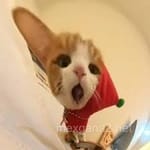 Avatar de Raúl Flores